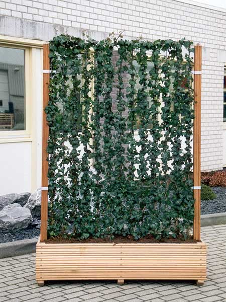 Hecke am laufenden Meter Efeuhecke Sichtschutz Fa. Stockreiter