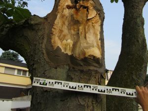 Foto Baumkontrolle Privatgrundstück mit Baumkontrolleur Martin Strohm in Bramsche Ibbenbüren und Baumkontrolleur Osnabrück