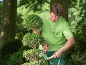 Bonsaischnitt Gartenpflege Osnabrück Heckenschnitt