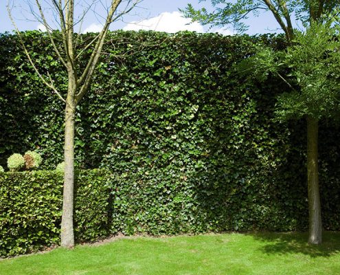 Hecke am laufenden Meter Efeuhecke Sichtschutz Fa. Stockreiter