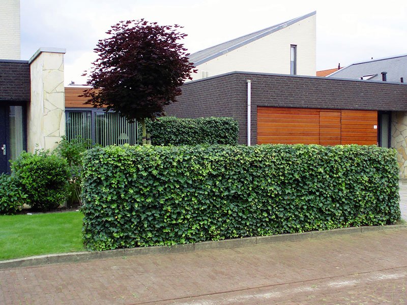 Hecke am laufenden Meter Efeuhecke Sichtschutz Fa. Stockreiter